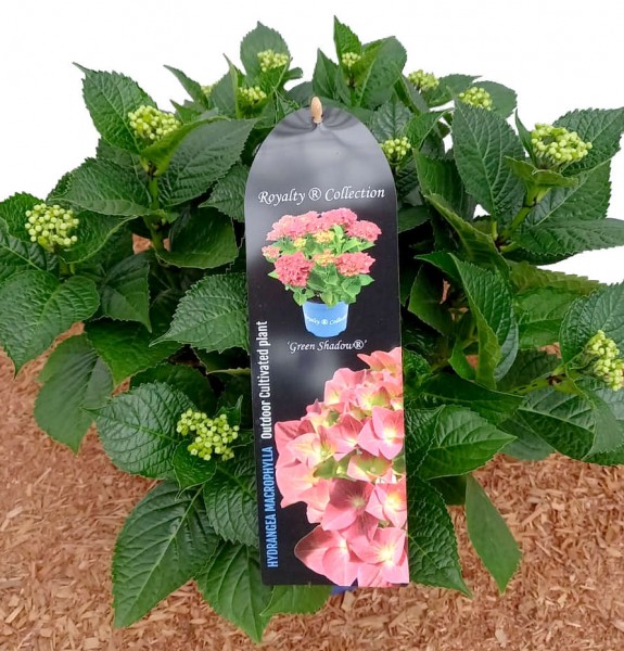 Hydrangea macrophylla Green Shadow®