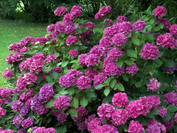 Hydrangea-macr-Leopold