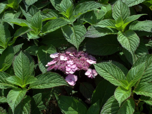 Hydrangea serrata 'Bluebird'1