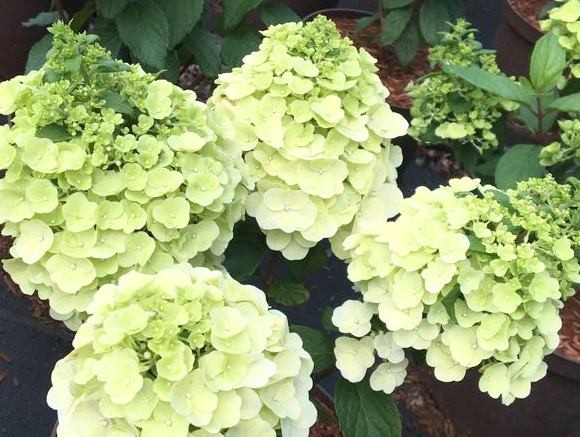 Hydrangea paniculata 'Mont Blanc®'