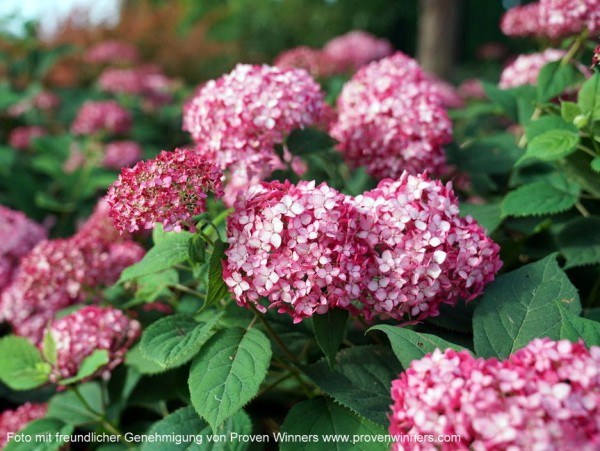 Hydrangea arborescens 'Ruby Annabelle' - Invincibelle® Ruby