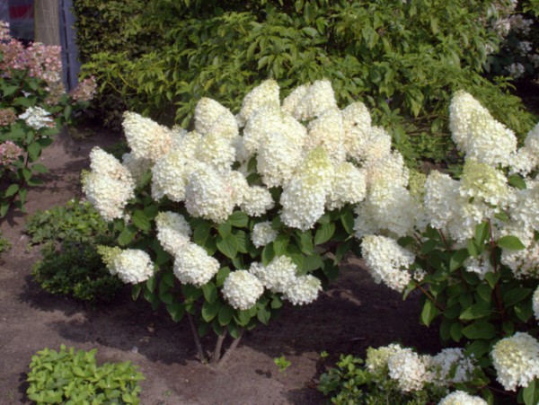Hydrangea paniculata 'Silver Dollar'2