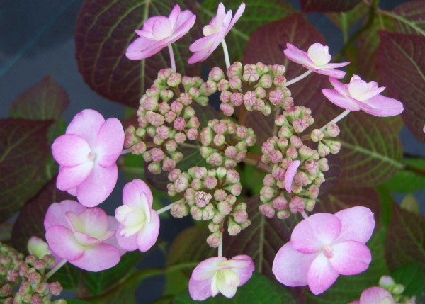 Japanische Berghortensie Summer Glow