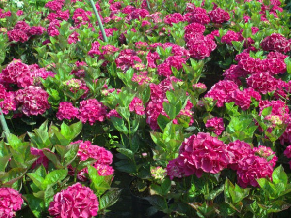 Hydrangea macrophylla „Merveille Sanguine“2