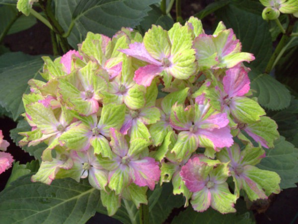 Hydrangea macrophylla Fantasia®1