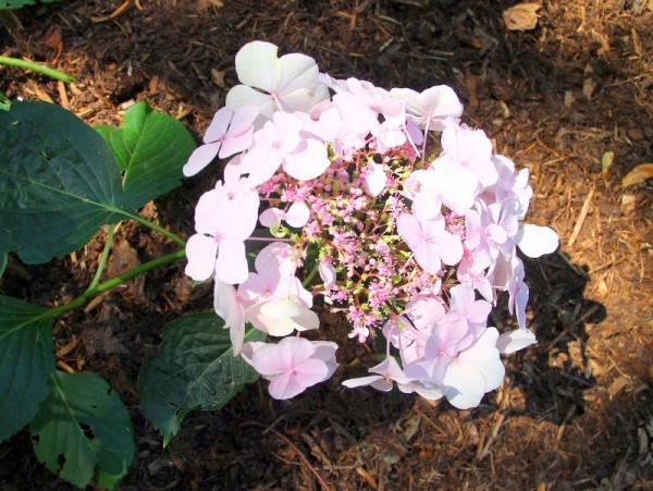 Hydrangea-macr-Rosewarme-Lace5c1107fdbdfc2