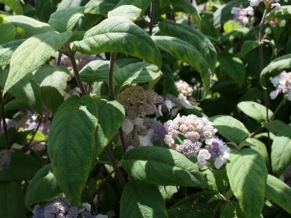 Hydrangea aspera 'Mauvette'1
