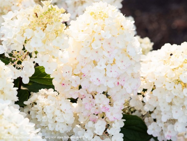 Hydrangea paniculata 'Living Little Blossom®' Blüte