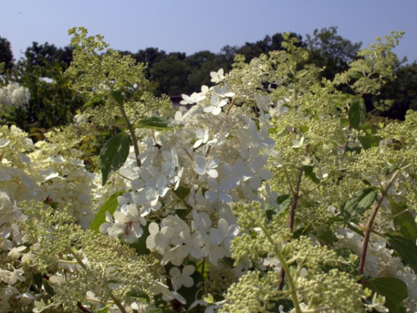 Hydrangea paniculata 'Brussels Lace'