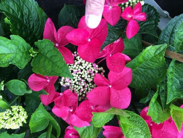 Hydrangea macrophylla Fasan