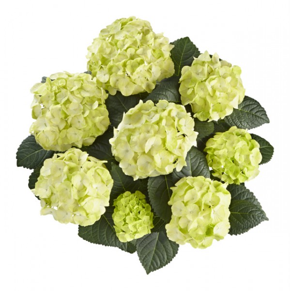 Hydrangea macrophylla 'Caipirinha'®1