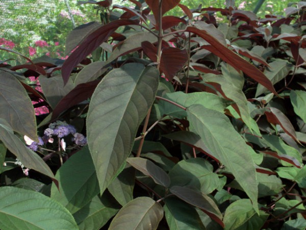 Hydrangea aspera 'Hot Chocolate'®