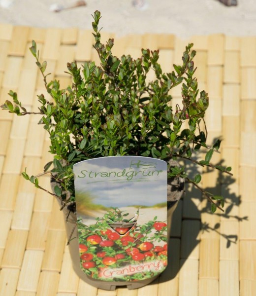 Inselgrün Cranberry