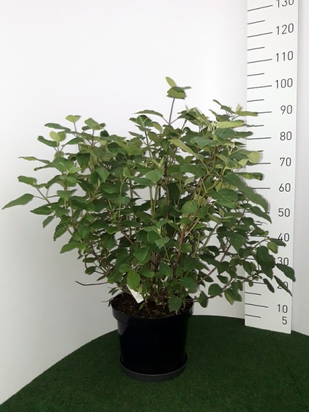 Hydrangea arborescens 'Lime Rickey'