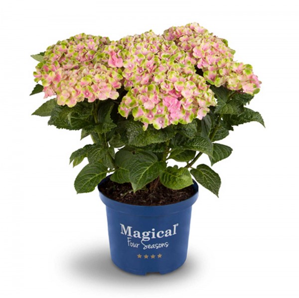 Hortensie Magical® Jewel rosa