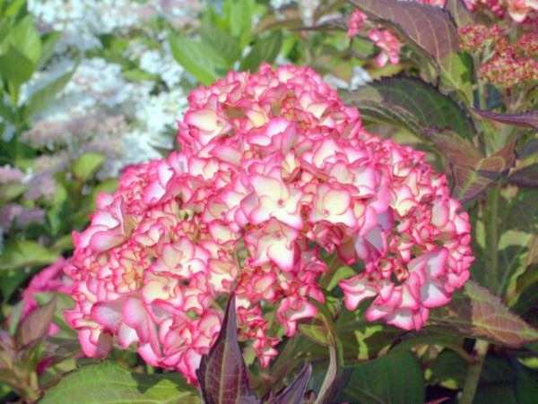 Hydrangea macrophylla 'Mirai'