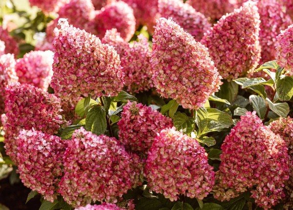 Rispenhortensie 'Living Pinky Promise'