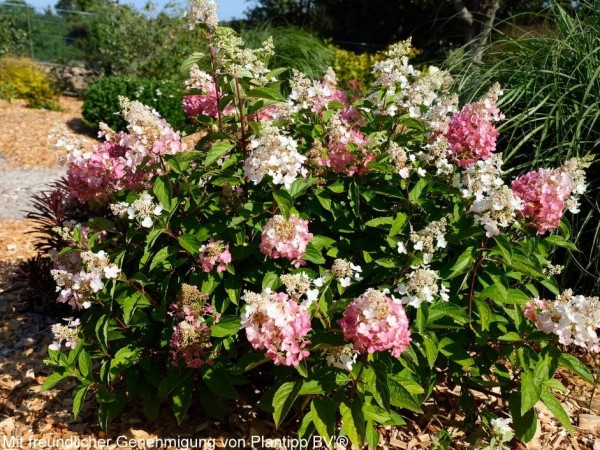 Hydrangea paniculata Baby Lace