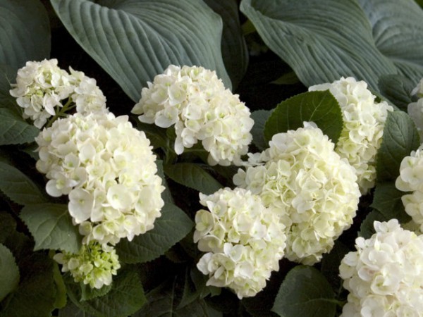 Endless Summer® 'The Bride'1