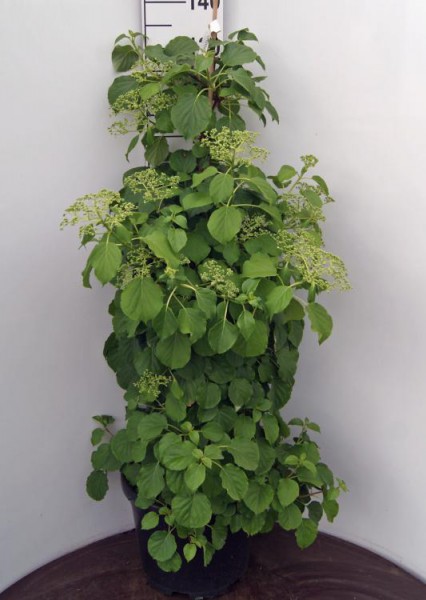 Hydrangea petiolaris3