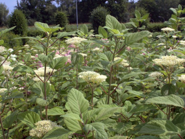 Hydrangea hirta