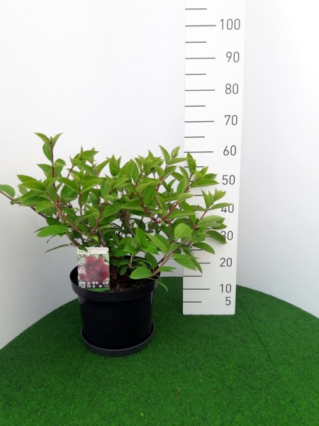 Wim's Red 10 l 11.05.19