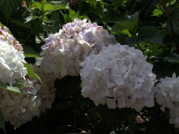 Hydrangea-macr-Pirouette