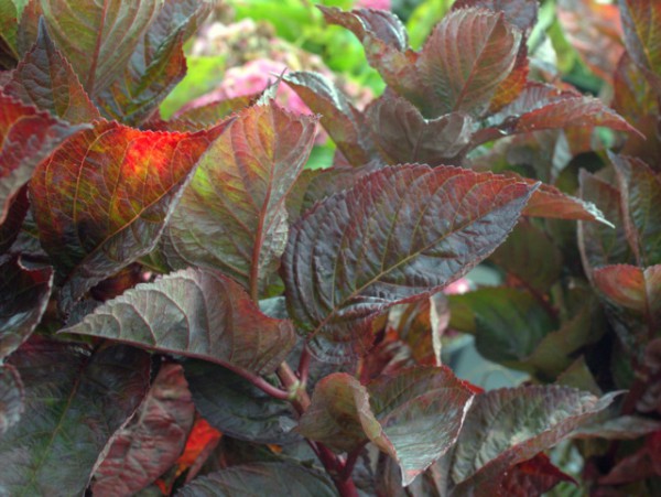 Hydrangea macrophylla „Merveille Sanguine“1