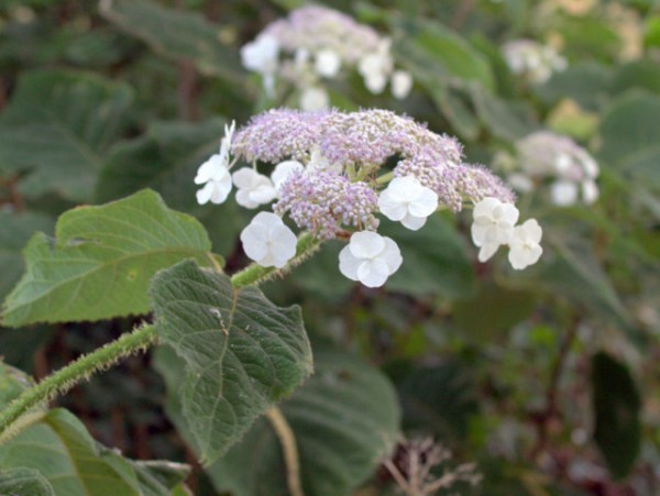 Hydrangea aspera ssp. sargentiana