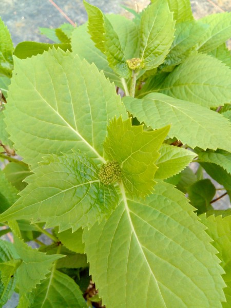Endless-Summer-Hortensie Stand Ende März
