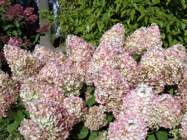 Hydrangea paniculata 'Silver Dollar'