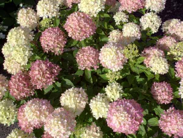 Hydrangea paniculata 'Little Lime'®2