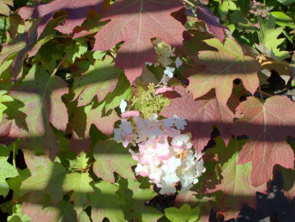 Hydrangea quercifolia1