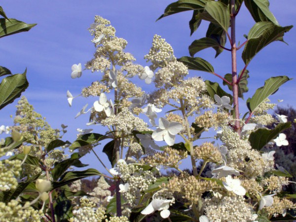 Hydrangea paniculata 'Kyushu'