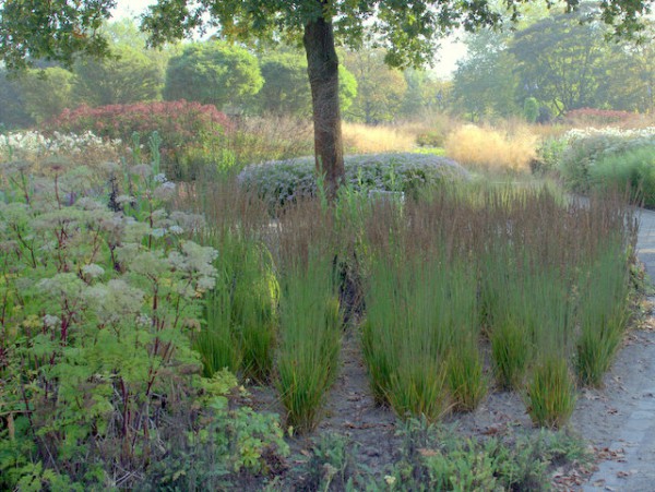 Pfeifengras Moorhexe unter Baum