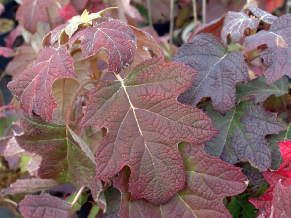 Hydrangea quercifolia 'Harmony'1