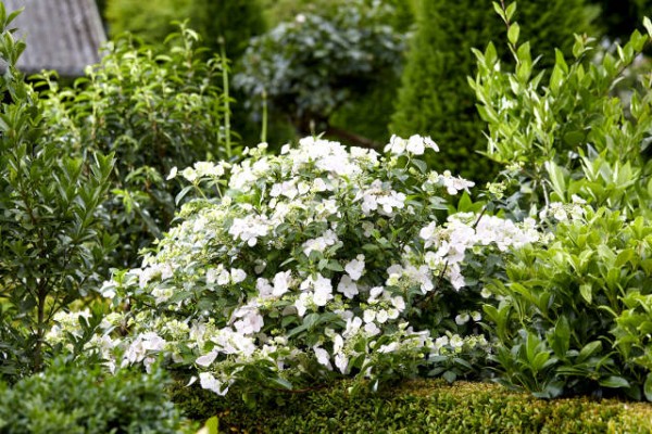 Hortensie Runaway Bride