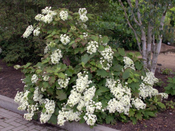 Hydrangea quercifolia 'Snowflake'1