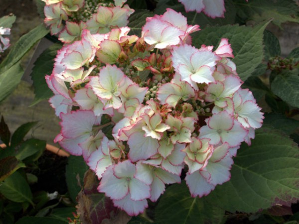 Hortensie Hovaria® 'Love You Kiss'1