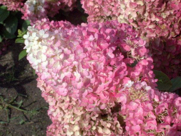 Hydrangea paniculata 'Sundae Fraise'®1