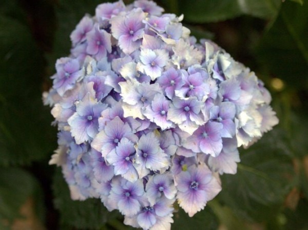 Hydrangea-macr-Hugg-s-Love