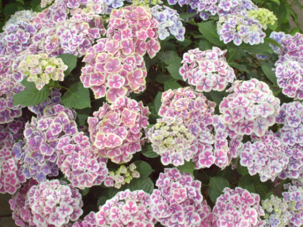 Hydrangea macrophylla Camilla®