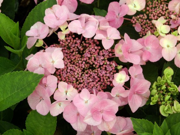 Hydrangea macrophylla Messalina®