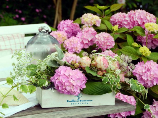 Hortensie Endless Summer® rosa1