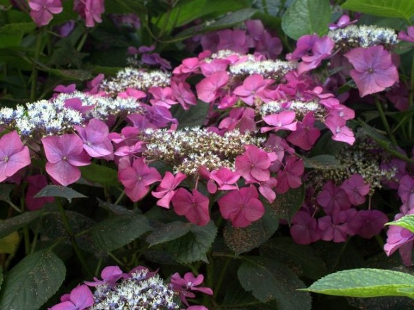 Hydrangea-macr-Red-Star