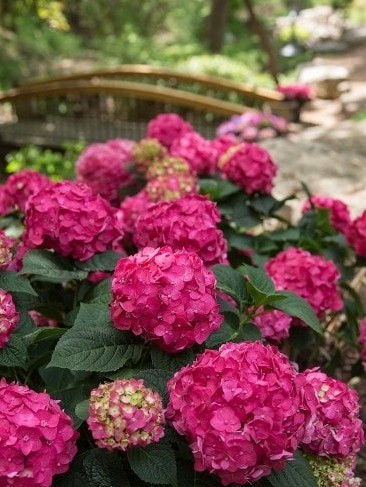 Endless Summer®, Summer-Love®2