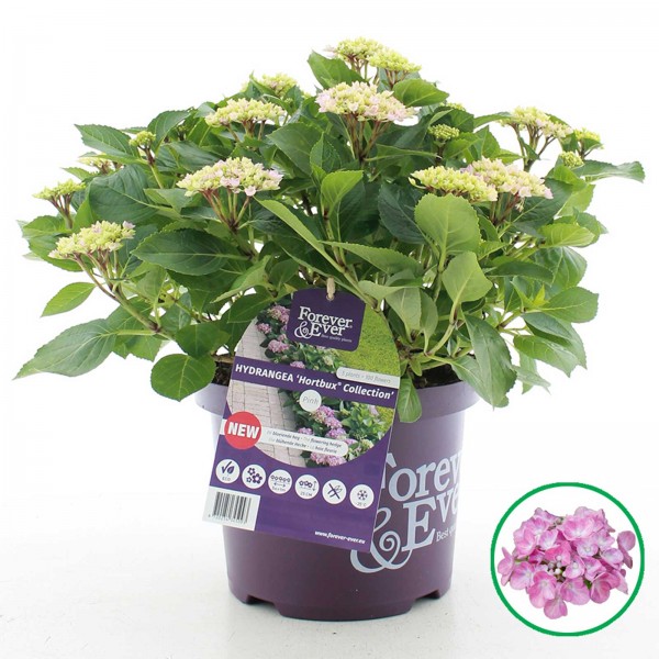 Forever & Ever®, Hortbux Originaltopf