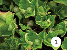 Magical® 'Ruby Tuesday'3