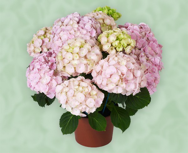 Everbloom® Pink Wonder1