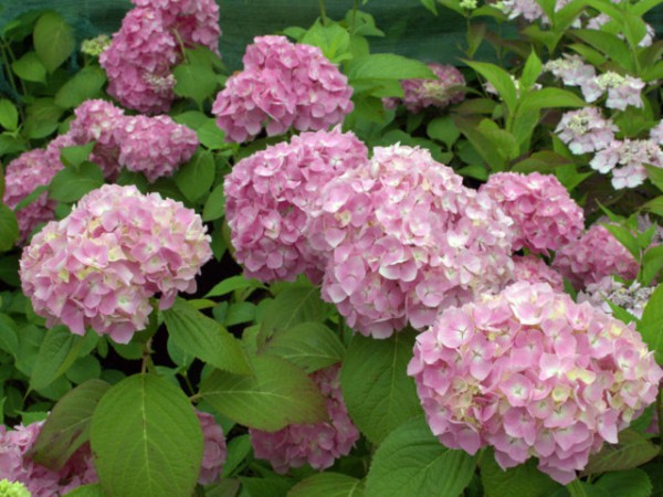 Hydrangea 'Générale Vicomtesse de Vibraye'2